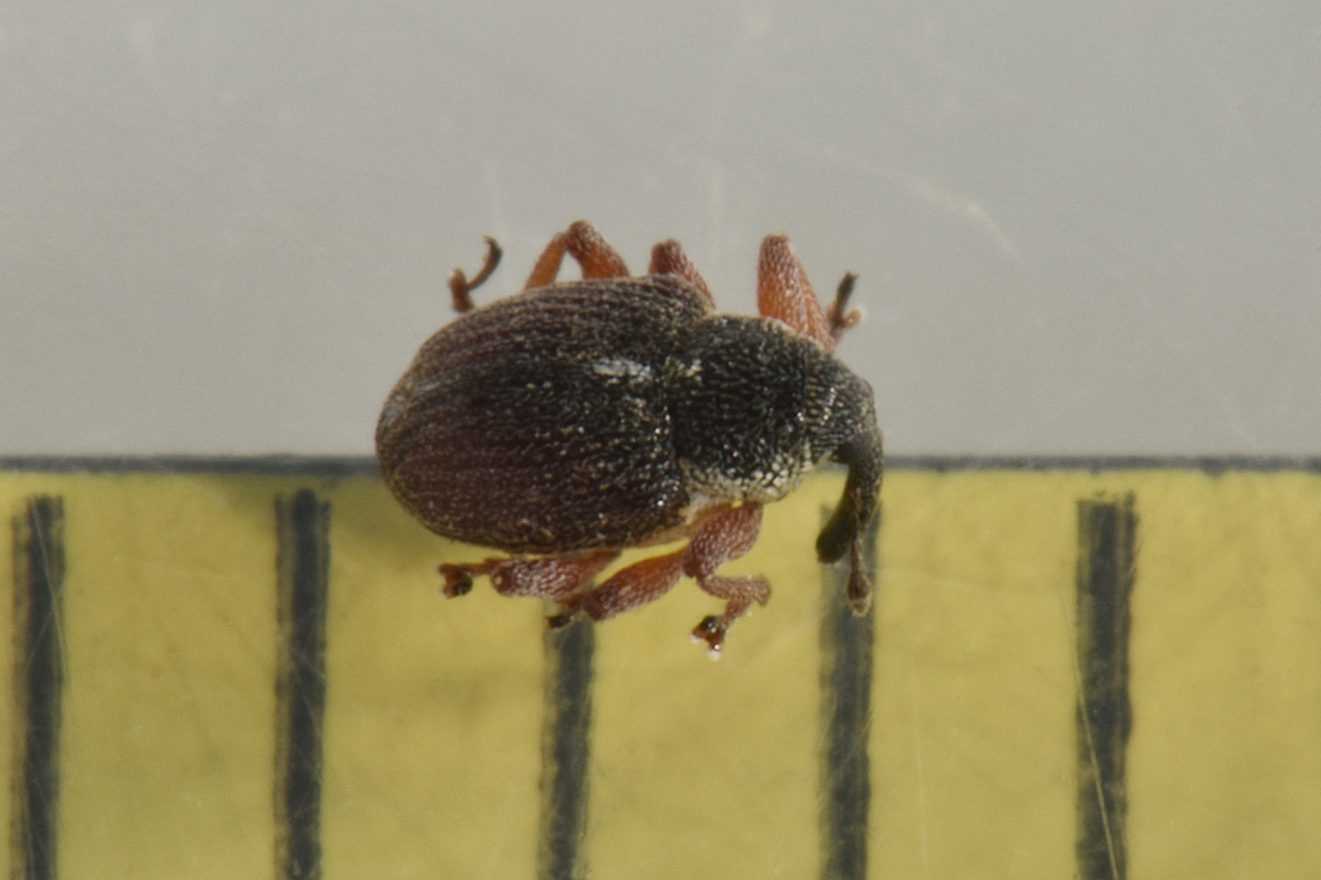 Curculionidae:  Amalus scortillum